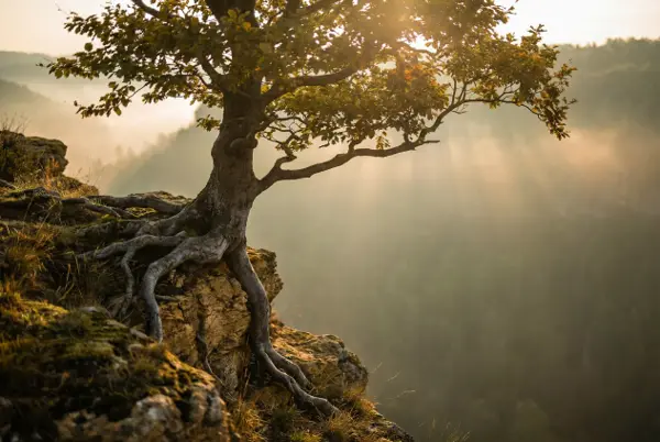 Virtual trauma therapy for high-achieving professionals with Deirdre Kuvaas, Trauma Specialist.